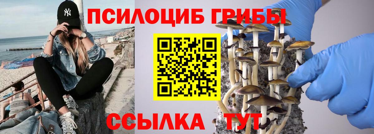 Псилоцибиновые грибы Psilocybe Кропоткин
